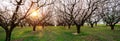 Blossom almond trees panorama