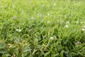 Blossom alpine meadow with spikelets, green grass, clover, different flowers, texture, closeup, blur. Idyllic nature background. Royalty Free Stock Photo