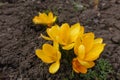 Blossom of amber yellow crocuses