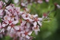 Blossom Amygdalus flower close up Royalty Free Stock Photo