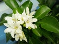 Blossom Andaman satinwood flower