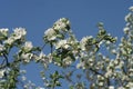 Blossom Apple Anna 3 Royalty Free Stock Photo