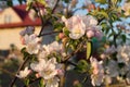 Blossom apple branch with house at the background. Royalty Free Stock Photo