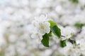 Blossom apple branch, spring flowers in garden