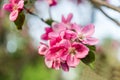 blossom apple flowers on blurred background Royalty Free Stock Photo