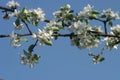 Blossom apple Irina Royalty Free Stock Photo