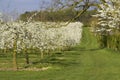 Blossom apple orchards Royalty Free Stock Photo