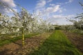 Blossom apple orchards Royalty Free Stock Photo