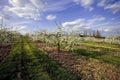 Blossom apple orchards