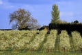 Blossom apple orchards Royalty Free Stock Photo