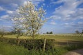 Blossom apple orchards