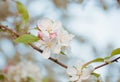 Blossom apple over nature bokeh background, spring flowers Royalty Free Stock Photo