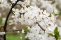 Blossom of apple, plum or cherry in the sunny spring