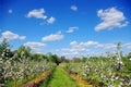 Blossom apple tree