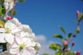 Blossom apple tree Royalty Free Stock Photo