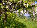 Blossom apple tree Royalty Free Stock Photo