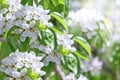 Blossom apple tree Royalty Free Stock Photo