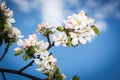 Blossom apple tree on blue sky background Royalty Free Stock Photo