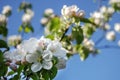 Blossom apple tree on blue sky background Royalty Free Stock Photo
