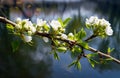 Blossom apple-tree branch Royalty Free Stock Photo