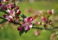 blossom apple tree branch pink flowers green background bokeh blur spring Royalty Free Stock Photo