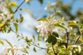 Blossom apple-tree branch in spring. Royalty Free Stock Photo