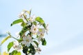 Blossom apple-tree branch in spring. Royalty Free Stock Photo