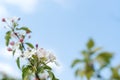Blossom apple-tree branch in spring. Royalty Free Stock Photo