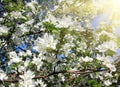 Blossom apple tree branch Royalty Free Stock Photo