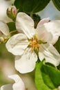 Blossom of apple tree flower in a spring Royalty Free Stock Photo