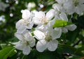 Blossom apple-tree flowers Royalty Free Stock Photo