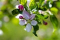 Blossom of apple tree in garden