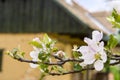 Blossom apple tree in the vineyard of Monor Royalty Free Stock Photo