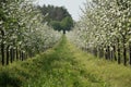 Blossom apple-trees garden at the spring. Sunny day Royalty Free Stock Photo