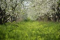 Blossom apple-trees garden at spring. Sunny day Royalty Free Stock Photo