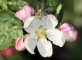 Blossom of appletree