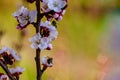 Blossom apricot branch with beautiful flowers and blooming flower buds with bees on flowers in the garden Royalty Free Stock Photo