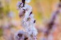 Blossom apricot branch with beautiful white flowers in sunshine spring Royalty Free Stock Photo