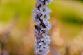 Blossom apricot branch with beautiful white and pink flowers with bee in flower in sunshine spring day Royalty Free Stock Photo