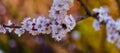 Blossom apricot branch with beautiful white and pink flowers with bee on flower in sunshine spring day Royalty Free Stock Photo