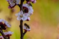 Blossom apricot branch with beautiful white and pink flowers and blooming flower buds with bees on flowers in the garden in spring Royalty Free Stock Photo