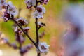 Blossom apricot branch with beautiful white and pink flowers and blooming flower buds with little bee on flower in the garden Royalty Free Stock Photo