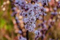 Blossom apricot branch with white pink flowers with bee on flower in spring day Royalty Free Stock Photo