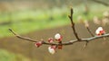 Blossom apricot flower fruit tree growing bloom bud white red branch orchards garden spring trees Prunus armeniaca Royalty Free Stock Photo