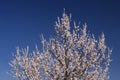 Blossom of apricot tree on spring season against clean blue sky Royalty Free Stock Photo