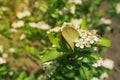 Blossom of Aronia melanocarpa Royalty Free Stock Photo