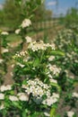 Blossom of Aronia melanocarpa Royalty Free Stock Photo