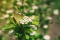 Blossom of Aronia melanocarpa Royalty Free Stock Photo