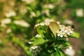 Blossom of Aronia melanocarpa Royalty Free Stock Photo