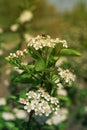 Blossom of Aronia melanocarpa Royalty Free Stock Photo